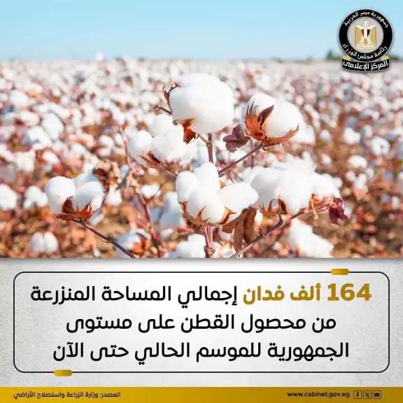 محافظة كفر الشيخ تتصدر قائمة المحافظات الأكثر زراعة للقطن هذا الموسم تليها محافظات الشرقية