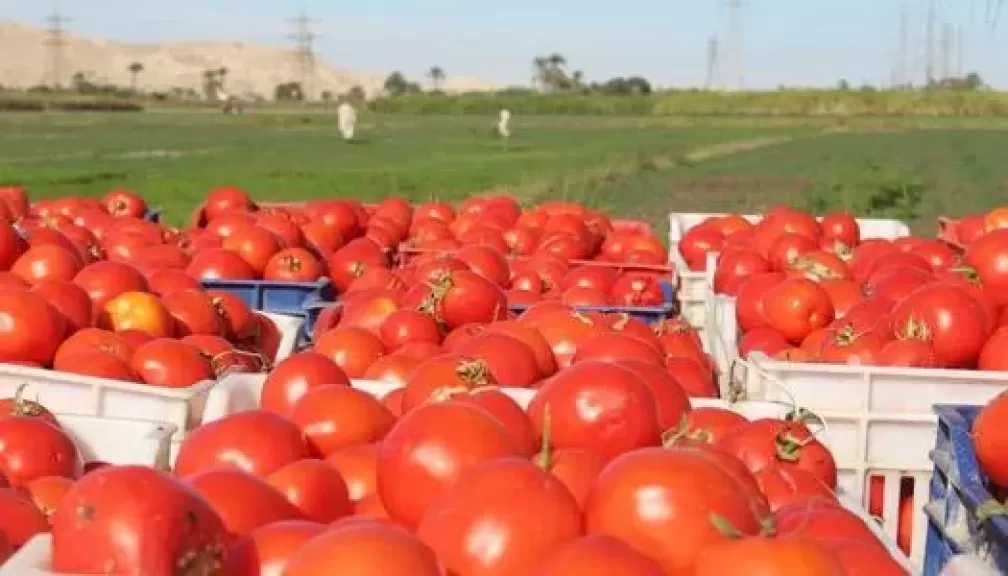 ارتفاع أسعار الطماطم إلى 30 جنيها بأسواق الغربية.. ونقيب الفلاحين يطالب بخطة محكمة