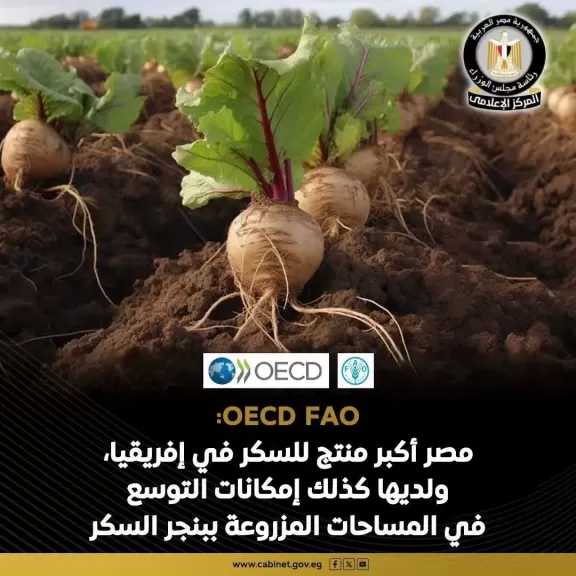 مصر أكبر منتج للسكر في إفريقيا بشهادة دولية.. انفوجراف