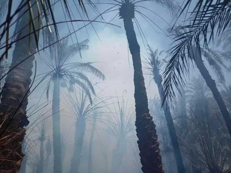 دون خسائر.. اندلاع حريق في مزرعة نخيل بالوادي الجديد