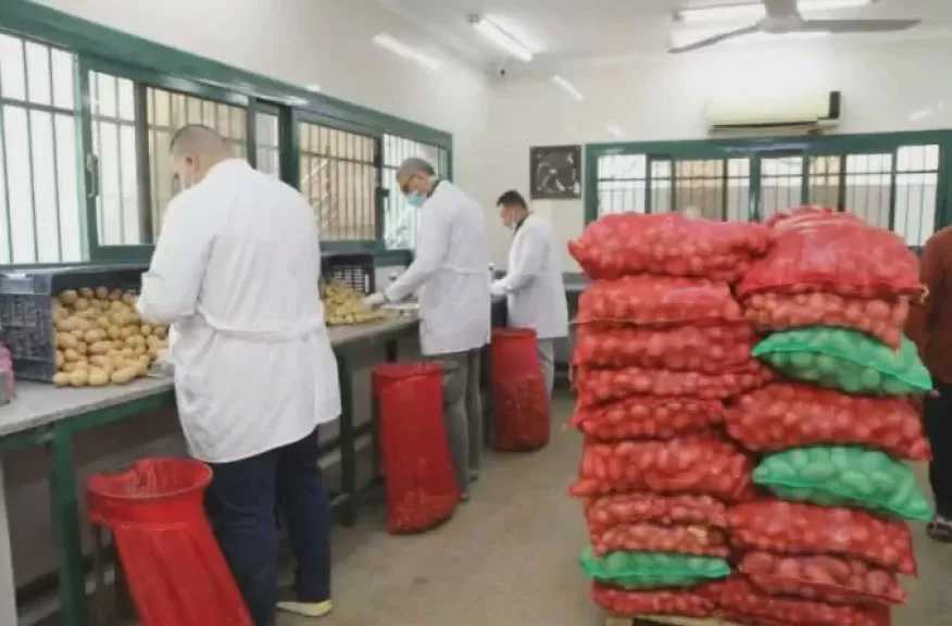 الزراعة: فحص مليون طن بطاطس مائدة معدة للتصدير و68 ألف طن تقاوي للموسم الجديد خلال يونيو الماضي