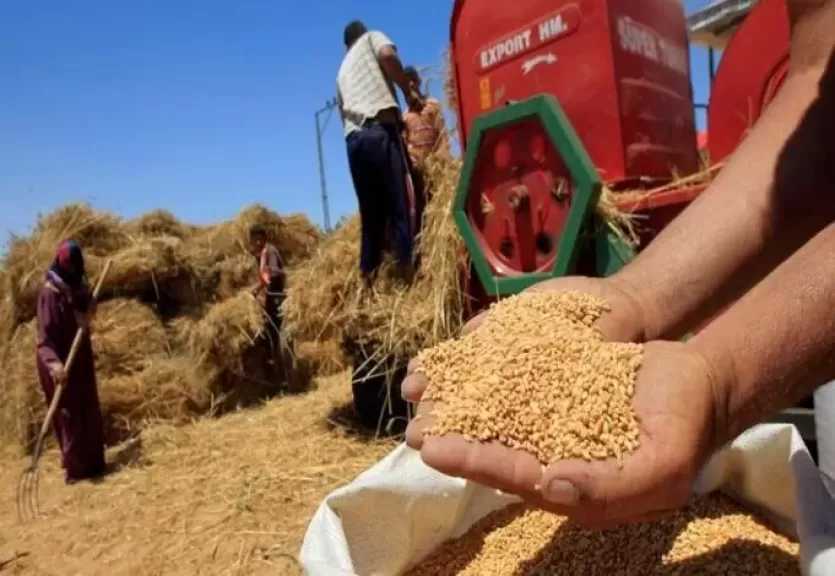 الحكومة تستلم 94% من مستهدف التوريد المحلي للقمح حتى الآن