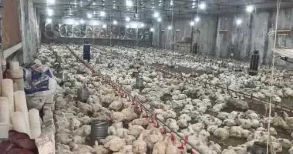 استقرار ملحوظ بالأسواق.. أسعار الدواجن والبيض والكتكوت اليوم الأحد