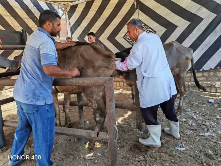 ”الزراعة” تكثف جهود الرعاية التناسلية والتحسين الوراثي للماشية.. تلقيح اصطناعي لـ39 ألف رأس