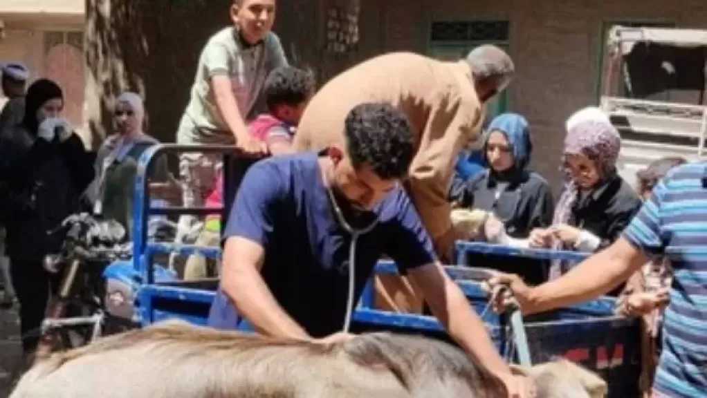 قافلة بيطرية مجانية تعالج أكثر من 2800 حالة ماشية ودواجن بأسيوط