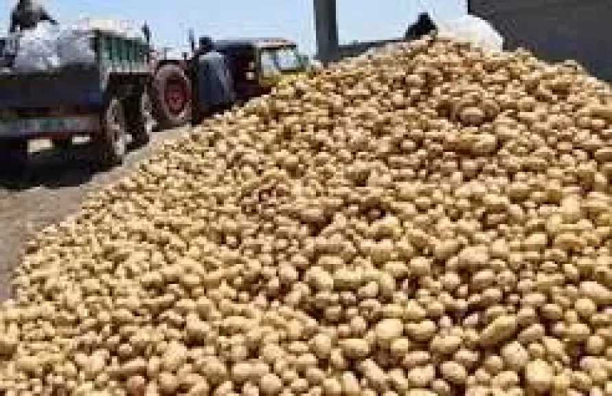 الاتحاد العام لمنتجي ومصدري الحاصلات البستانية يتابع انطلاق موسم البطاطس بفرعي طنطا وكفر الزيات