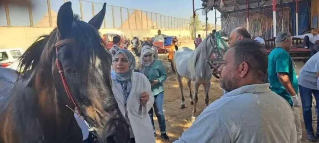 استعدادا لمونديال الفروسية..«الخدمات البيطرية» تبدأ ترقيم خيول الأهرامات بالشرائح الإلكترونية