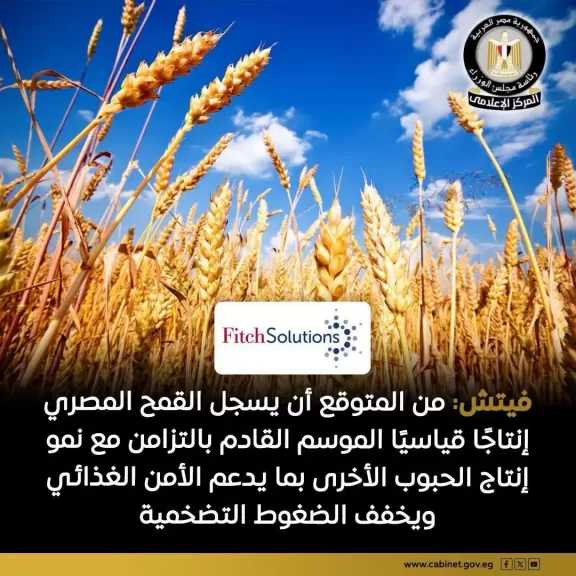 ”فيتش” تتوقع أن يسجل القمح المصري إنتاجًا قياسيًا خلال الموسم المقبل