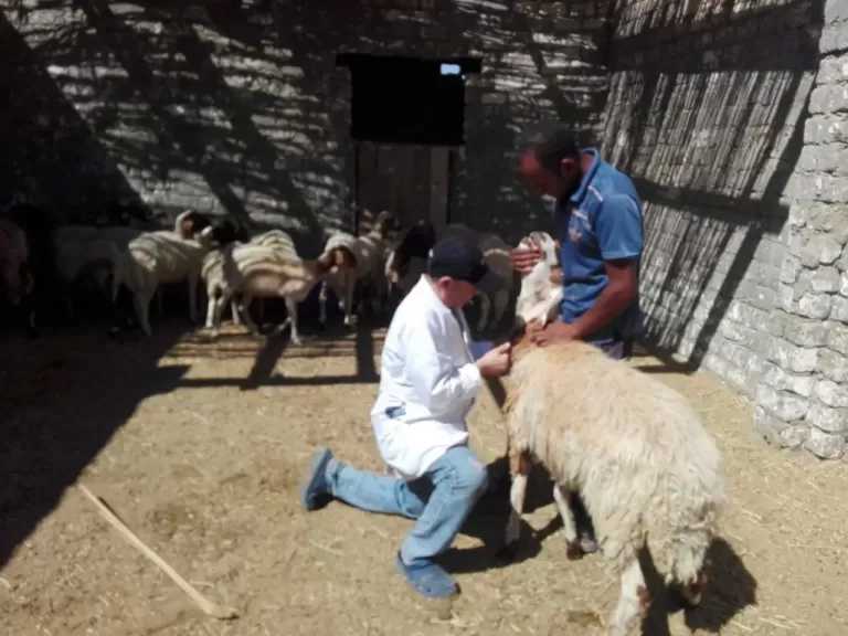 مركز بحوث الصحراء ينفذ قافلة بيطرية بمنطقة المغرة لفحص وعلاج 490 رأسًا