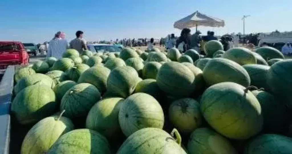 ”البطيخ البلدي” بسيناء محصول مطري يدر دخلاً ويغذي الإنسان والحيوان