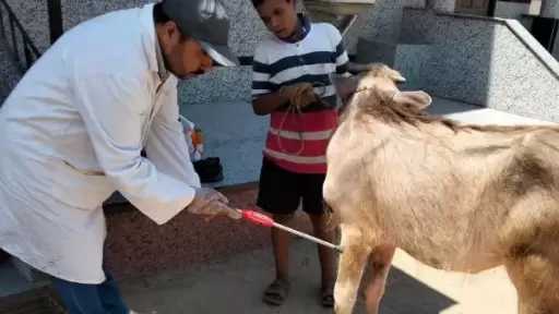 أخبار