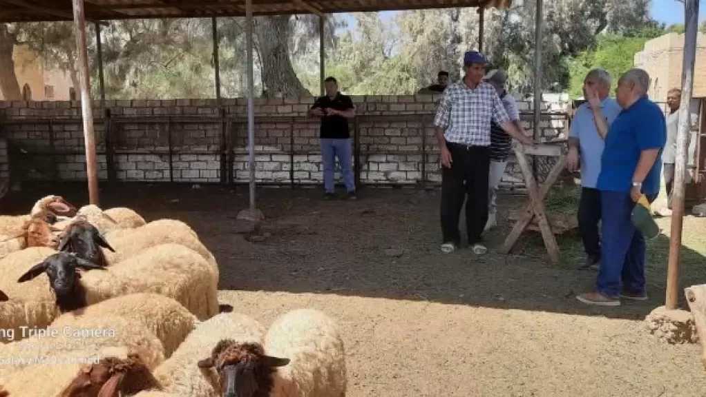 دماء وراثية جديدة لتحسين القطعان.. خطة بحثية لزيادة الإنتاج الحيواني