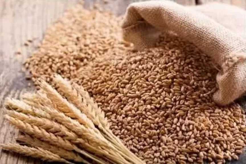 ارتفاع أسعار القمح الأحمر الصلب إلى أعلى مستوياتها منذ 3 أسابيع