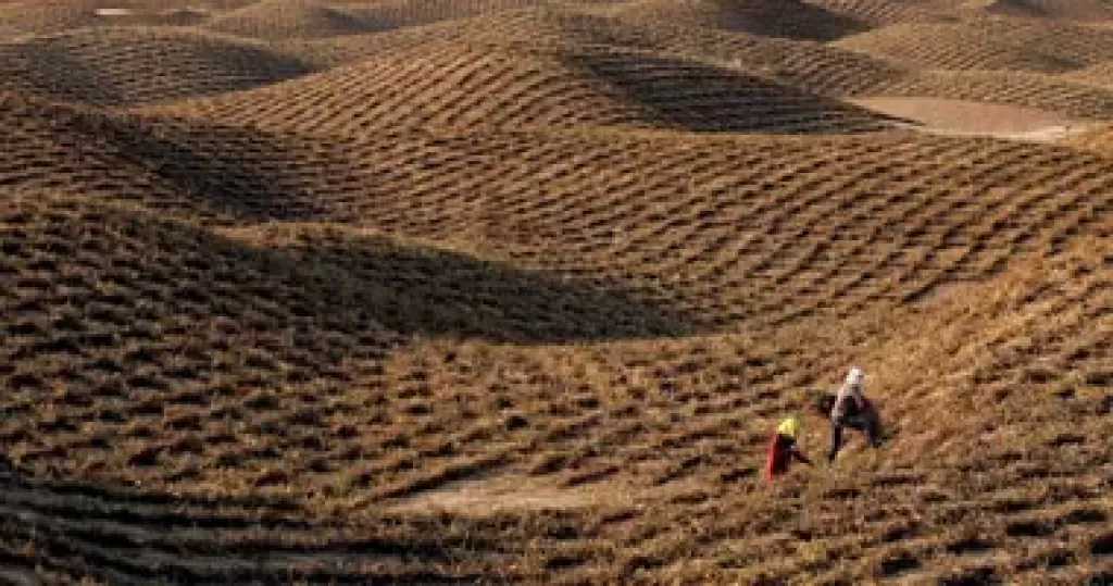 الزراعة: مصر تشارك في مؤتمر الأطراف لمكافحة التصحر COP17 بمنغوليا