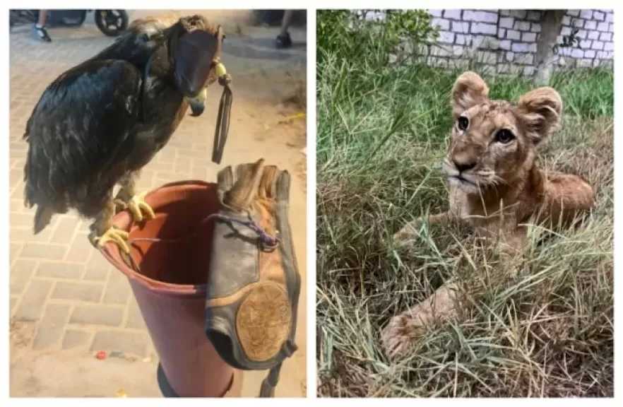 ضبط عقاب وشبل أسد معروضين للتصوير على شواطئ مرسى مطروح