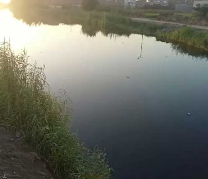 تحركات ميدانية مكثفة للتحقق من ظهور تمساح بمصرف الزوامل في بلبيس