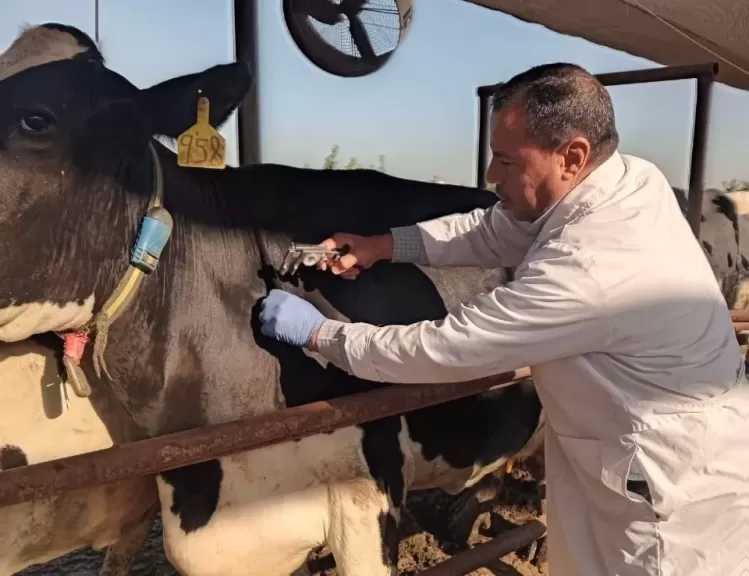 بيطري الغربية: تحصين 307 ألف رأس ماشية ضد الحمى القلاعية وحمى الوادي المتصدع