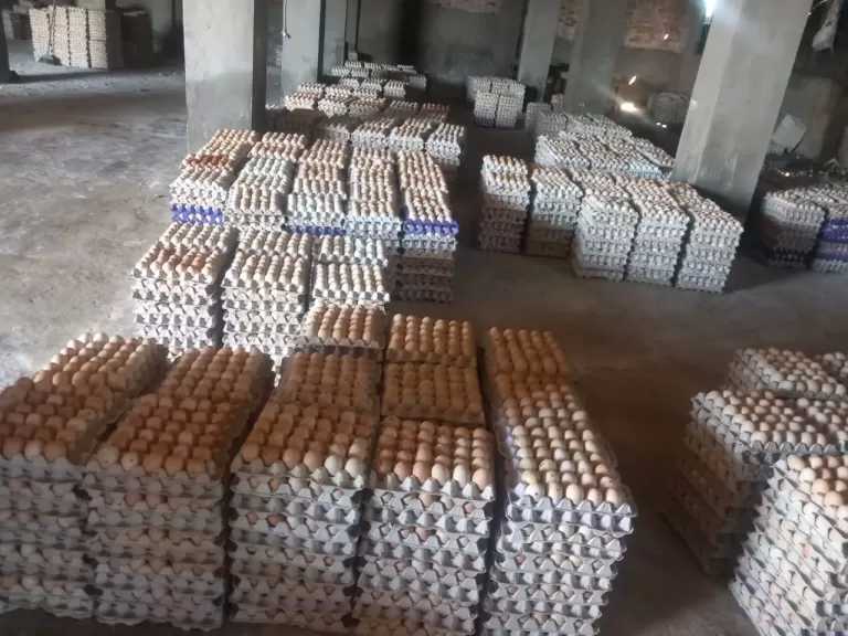ضبط 228 ألف بيضة فاسدة داخل مزرعة دواجن بالغربية قبل بيعها لمصانع الحلوى